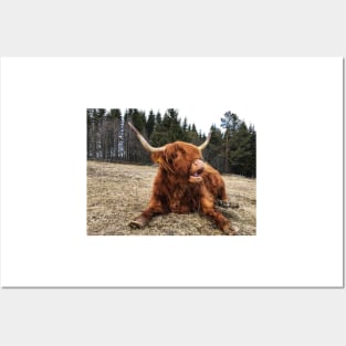 Scottish Highland Cattle Cow 2363 Posters and Art